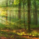 Srbija bi do kraja ovog veka mogla da ostane bez najmanje četiri vrste drveća 4