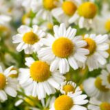 Za šta je sve lekovita kamilica? 1