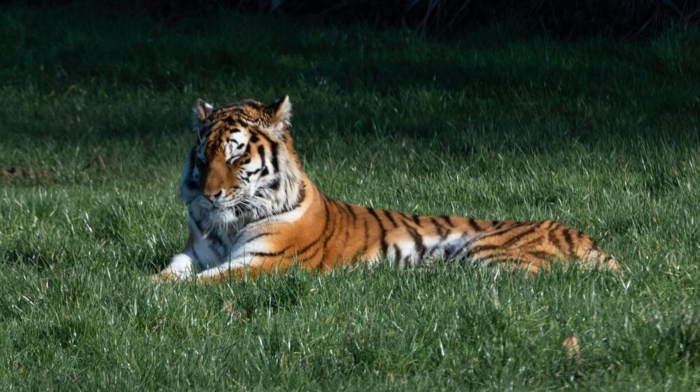 Uginuo tigar koji se zarazio koronom u zoološkom vrtu u Ohaju 1