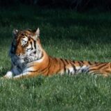 Uginuo tigar koji se zarazio koronom u zoološkom vrtu u Ohaju 4