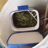 Subotica: Uhapšen osumnjičeni za proizvodnju i prodaju marihuane 2