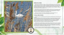 tabla Mala Vrbica Kladovo Udruženje “Divljina” ukazuje i opominje: Povedimo računa o Kladovskom peščaru da ne bude kasno 5