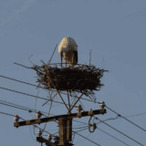 Zrenjanin: Dani taraških roda na radost najmlađih 1