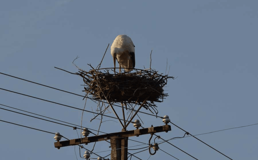 Zrenjanin: Dani taraških roda na radost najmlađih 1