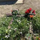 Oskrnavljeni nadgrobni spomenici u Plemetini kod Obilića 18