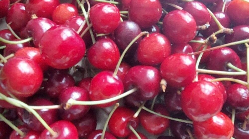 Berba višanja u prokupačkom kraju u punom jeku, proizvođači nezadovoljni cenom otkupa 1