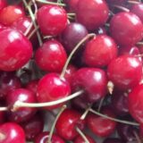 Berba višanja u prokupačkom kraju u punom jeku, proizvođači nezadovoljni cenom otkupa 6