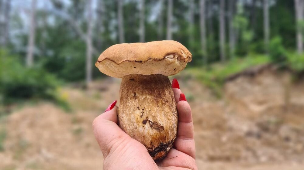 Reporter Danasa u potrazi za pečurkama: U ataru zaječarskog sela našli smo vrganje, sunčanice i lisičarke 1