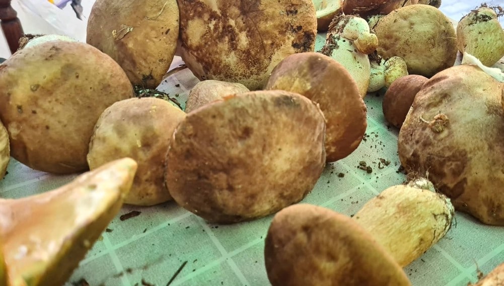 Reporter Danasa u potrazi za pečurkama: U ataru zaječarskog sela našli smo vrganje, sunčanice i lisičarke 3