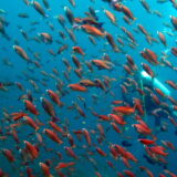 Pacifička ostrvska državica Nijue predstavila hrabar plan da zaštiti 100 odsto svog okeana 9