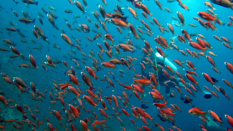 Pacifička ostrvska državica Nijue predstavila hrabar plan da zaštiti 100 odsto svog okeana 1