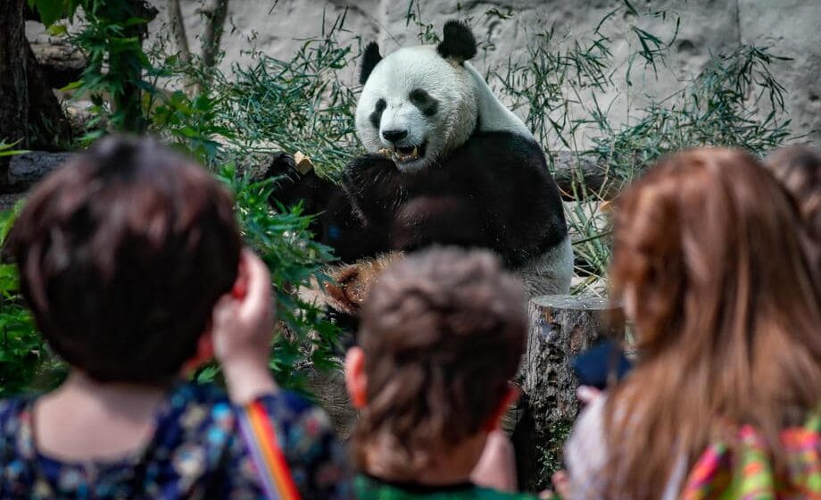 Životinje u Moskovskom zoo vrtu jedu ledene kolače 1