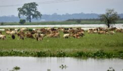 Milioni ljudi pogođeni poplavama u Indiji i Bangladešu 3