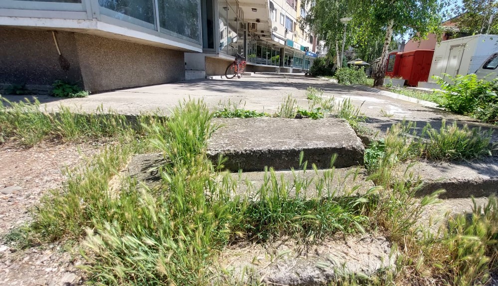 Smeće, zmije i pacovi u centru Zaječara 4