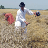 Žetelački dani u Mužlji u slavu novog hleba 4