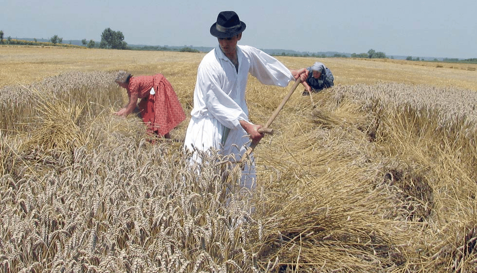 Žetelački dani u Mužlji u slavu novog hleba 1
