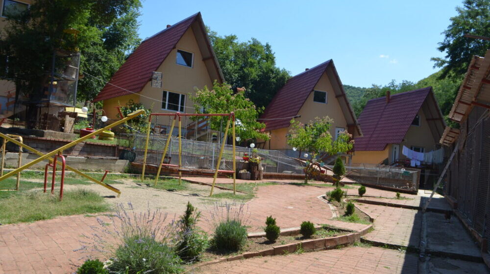 Kratkonoga krava buša, karakačanske ovce i balkanski magarac u Preobraženju kod Vranja 1