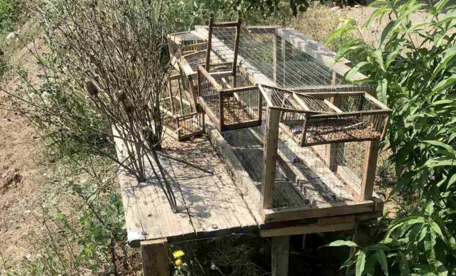 Zbog sumnje da je zlostavlao životinje muškarcu iz Prokuplja preti krivična prijava 1