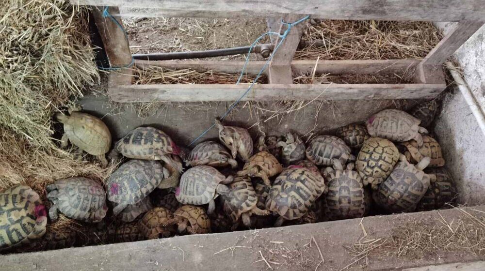 Policija u automobilu pronašla 281 kornjaču, zakonom zaštićenu vrstu 1
