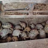 Policija u automobilu pronašla 281 kornjaču, zakonom zaštićenu vrstu 3