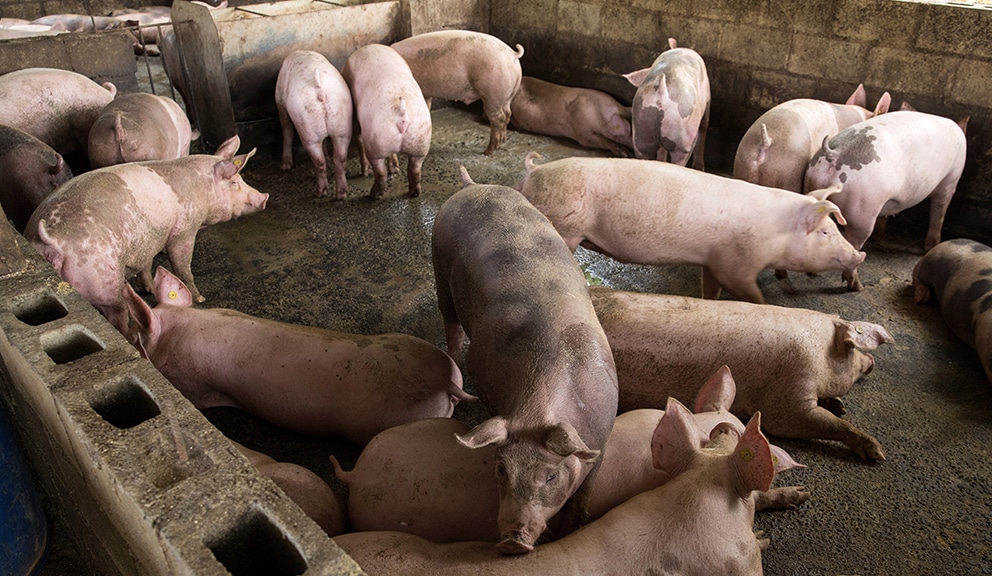 "Brojke ne lažu": Šta je pokazao najnoviji popis poljoprivrede? 2