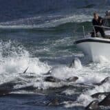 Farska Ostrva, tradicija i životinje: Posle pokolja, vlada ograničava lov na delfine 6