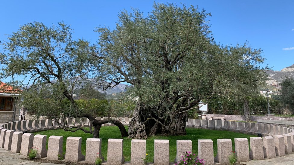 Crna Gora i priroda: Stara maslina u Baru - majka, hraniteljica i sveto drvo 1 stara maslina