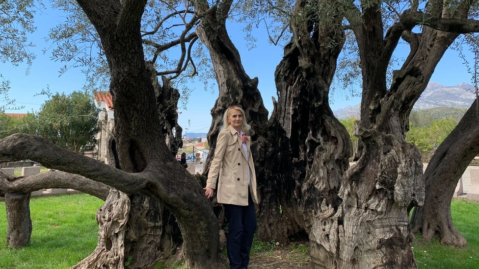 Crna Gora i priroda: Stara maslina u Baru - majka, hraniteljica i sveto drvo 2 Tanja Andrić u krošnji Stare masline
