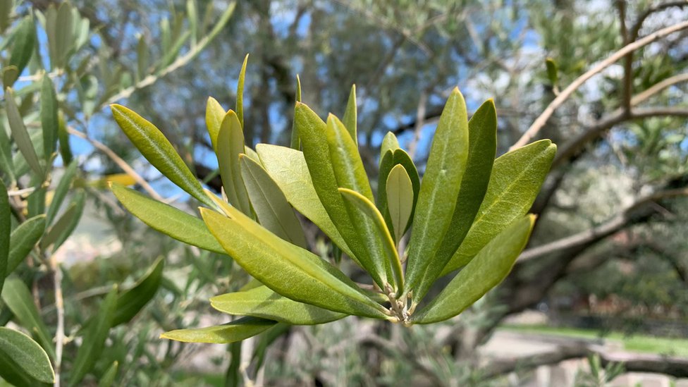 Crna Gora i priroda: Stara maslina u Baru - majka, hraniteljica i sveto drvo 3 list