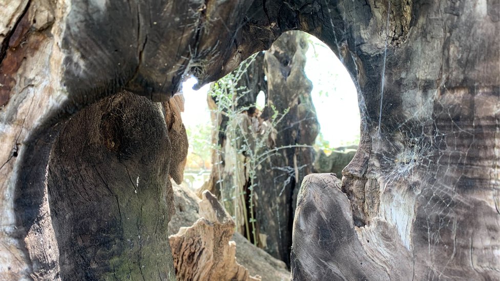 Crna Gora i priroda: Stara maslina u Baru - majka, hraniteljica i sveto drvo 4 šupljine