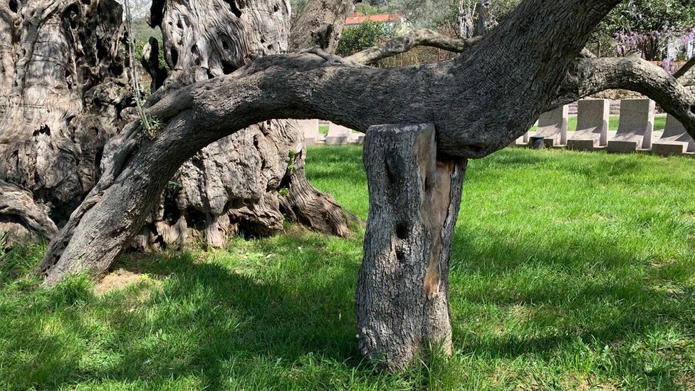 Crna Gora i priroda: Stara maslina u Baru - majka, hraniteljica i sveto drvo 5 grana