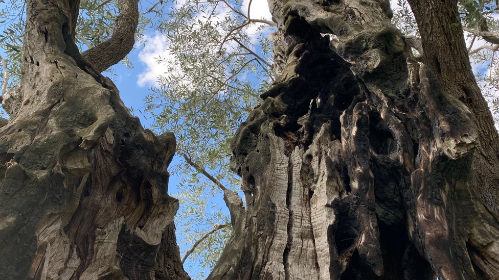 Crna Gora i priroda: Stara maslina u Baru - majka, hraniteljica i sveto drvo 7 pogled iz krošnje ka plavom nebu