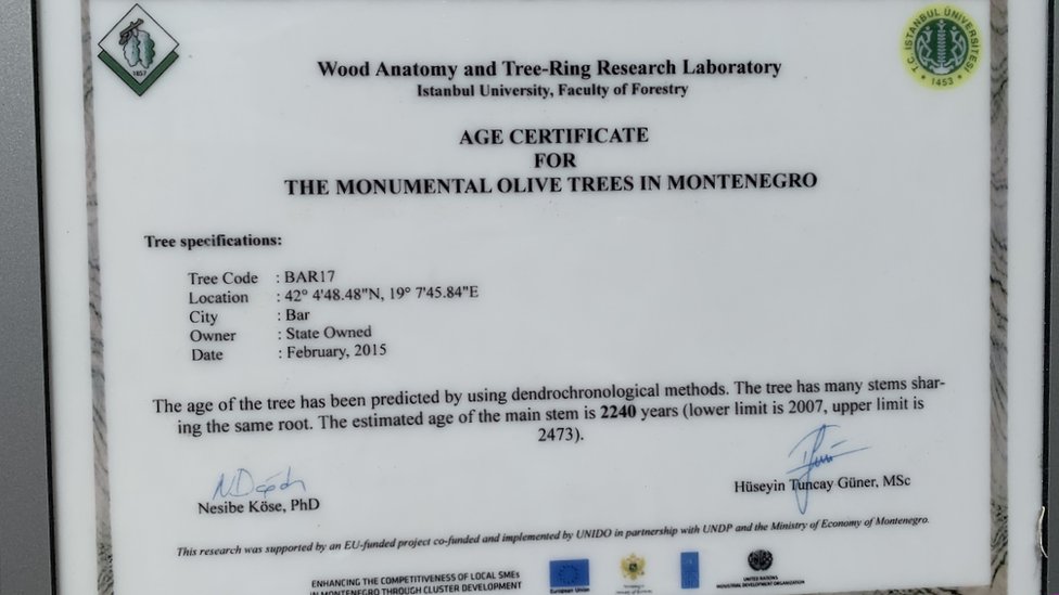 Crna Gora i priroda: Stara maslina u Baru - majka, hraniteljica i sveto drvo 8 Potvrda stručnjaka sa istanbulskog fakulteta o starosti masline