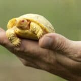 Životinje: Beba džinovske kornjače sa Galapagosa prva albino svoje vrste rođena u zoološkom vrtu 10