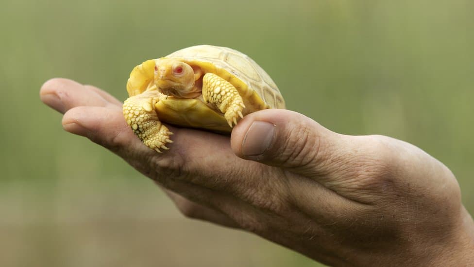 Albino tortoise
