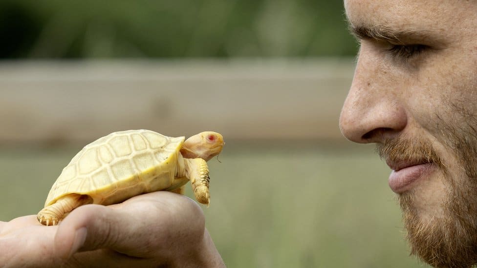 An albino tortoise sits in the palm of a zookeeper's hand