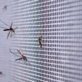 Zika virus, zaraze i insekti: Komarcima primamljiviji oni koji su zaraženi, pokazalo istraživanje 7