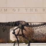 Nauka, životinje i istorija: Misterija parenja dinosaurusa 12