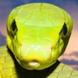 Afrika, Kenija i politika: Recept predsedničkog kandidata za rast privrede - prodaja testisa hijene, zmijskog otrova i legalizacija marihuane 4