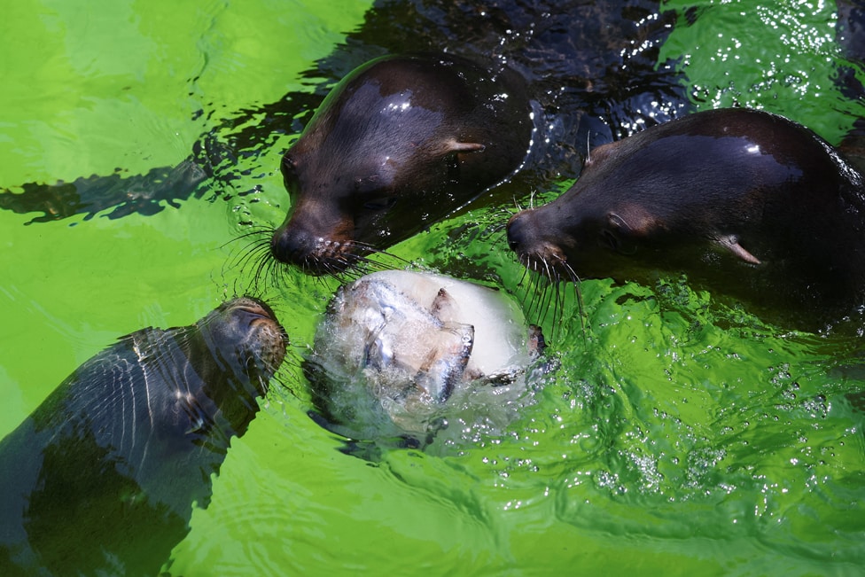 Za ručak smrznuta riba - životinje u zoološkom vrtu takođe su ugrožene zbog vrućine
