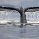 Klimatske promene i životinje: Kako kitovi pomažu da se ohladi Zemlja 6