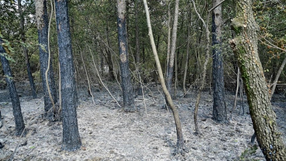 Trees are blackened after a fire.
