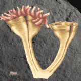 Velika Britanija i arheologija: Pronađen najstariji fosil predatora 5