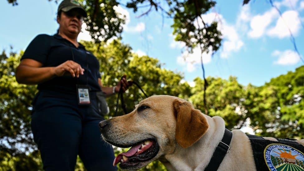 A detector dog with its trainer
