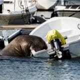 Norveška i životinje: Ženka morža Freja od 600 kilograma voli da se sunča u čamcima u Oslu 9