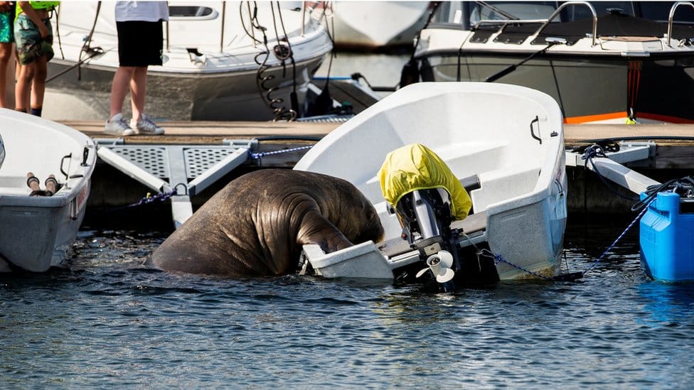 Norveška i životinje: Ženka morža Freja od 600 kilograma voli da se sunča u čamcima u Oslu 15