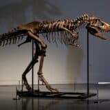 Istorija, arheologija i životinje: Skelet gorgosaurusa prodat za šest miliona dolara 5