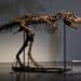 Istorija, arheologija i životinje: Skelet gorgosaurusa prodat za šest miliona dolara 12