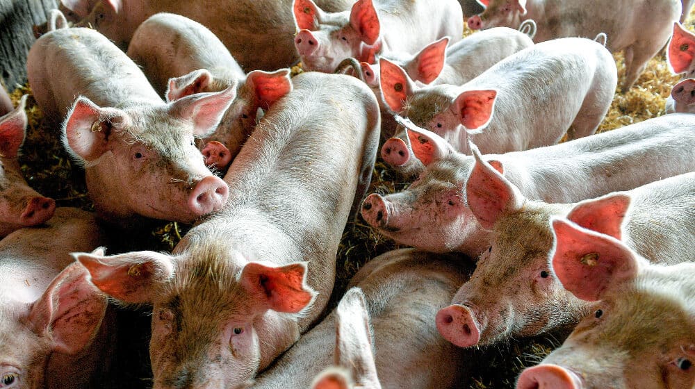 Potvrđen novi slučaj afričke svinjske kuge u Severnoj Makedoniji 1