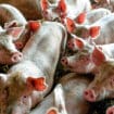 Potvrđen novi slučaj afričke svinjske kuge u Severnoj Makedoniji 17